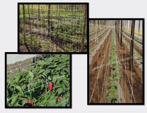 Chile, tomate tanto en campo con invernadero con una conducción