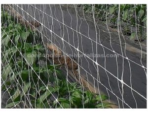 Malla espaldera para una correcta conducción de hortalizas.
